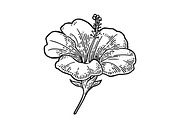 Hibiscus flower. black engraving vintage illustration on white background