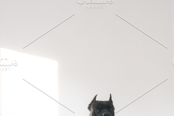 Cane Corso Dog Portrait on a white background