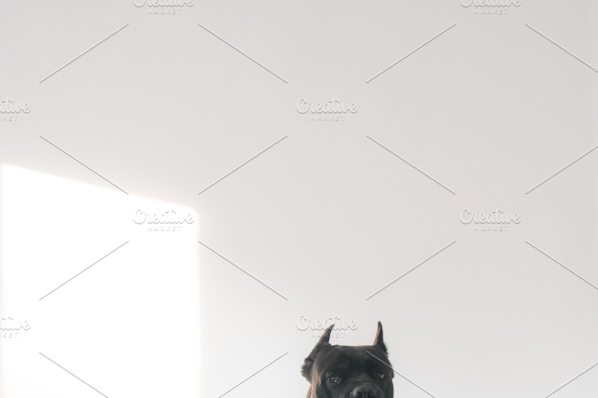 Cane Corso Dog Portrait on a white background in Graphics - product preview 8