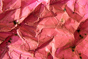 Paper Crunchy Pink