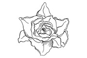 Rose flower sketched art vector