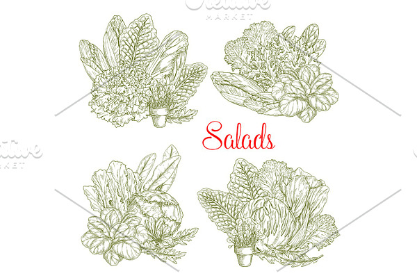 Vector sketch salads and farm lettuces vegetables