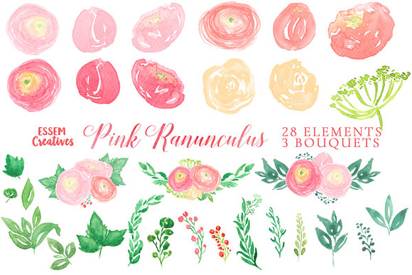 Pink Ranunculus Watercolor Florals in Illustrations - product preview 1