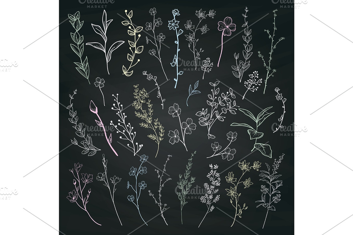 Chalk Drawing Herbs, Plants and Flowers. Vector Illustration in Objects - product preview 8