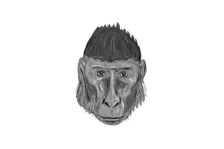 Crested Black Macaque Head Drawing in Illustrations - product preview 8