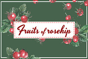 Fruits of rosehip set