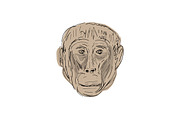 Gelada Monkey Head  Drawing