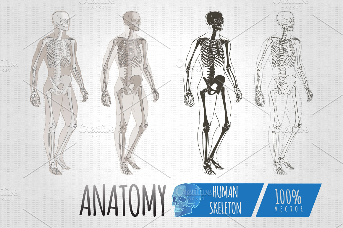 Anatomy Human Body skeleton vector | Custom-Designed Illustrations