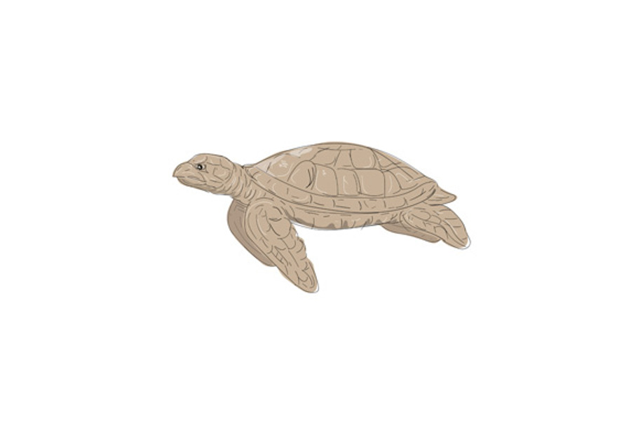 Hawksbill Sea Turtle Side Drawing in Illustrations - product preview 8