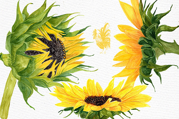 Watercolor Sunflower clipart in Illustrations - product preview 1