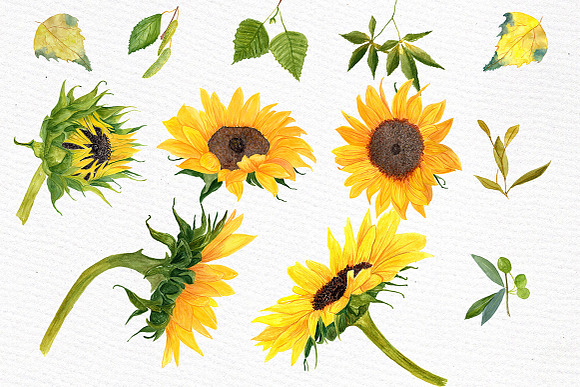 Sunflower Watercolor clipart in Illustrations - product preview 2