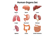 Realistic human organs set anatomy