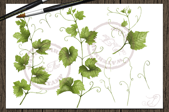 Grape Watercolor Clip Art in Illustrations - product preview 1