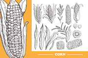 Hand Drawn Corn Clipart