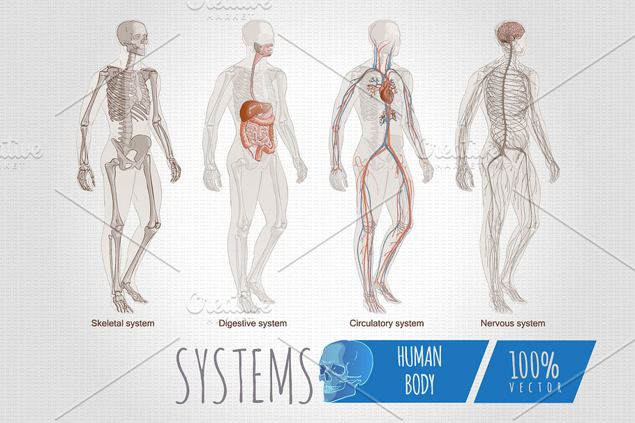 Systems Human Body Anatomy set in Illustrations - product preview 8