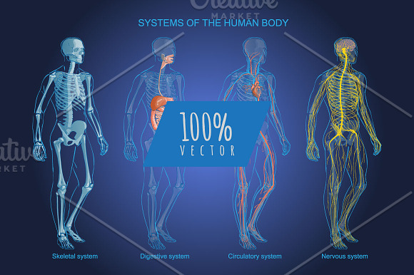 Systems Human Body Anatomy set in Illustrations - product preview 1
