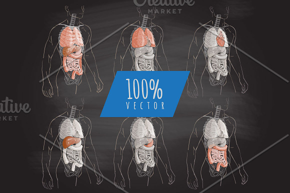 Systems Human Body Anatomy set in Illustrations - product preview 2