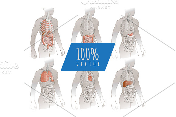 Systems Human Body Anatomy set in Illustrations - product preview 4