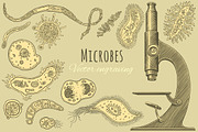 Set Microbes. Vector engraving.