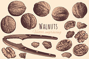 Set Walnuts. Vector engraving.