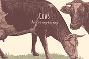 Set Cows. Vector engraving.