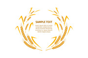 Wheat Ears around Your Text Sample on White