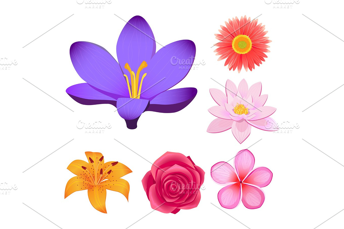 Gorgeous Flower Buds Isolated illustrations set in Illustrations - product preview 8
