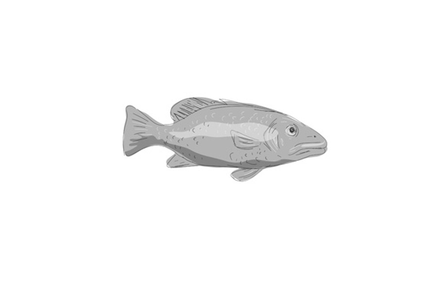 Schoolmaster Snapper Fish Drawing in Illustrations - product preview 8