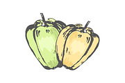 Green and Orange Sweet Peppers Isolated Sketch