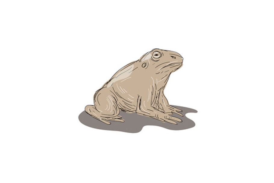 Toad Frog Sitting Side Drawing in Illustrations - product preview 8