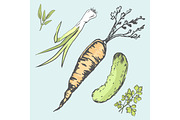 Crispy Carrot, Green Cucumber and Fresh Greens
