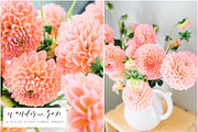 Dahlia Floral Styled Stock Images