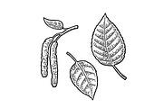 Birch leaf and buds. Vector vintage engraved illustration.