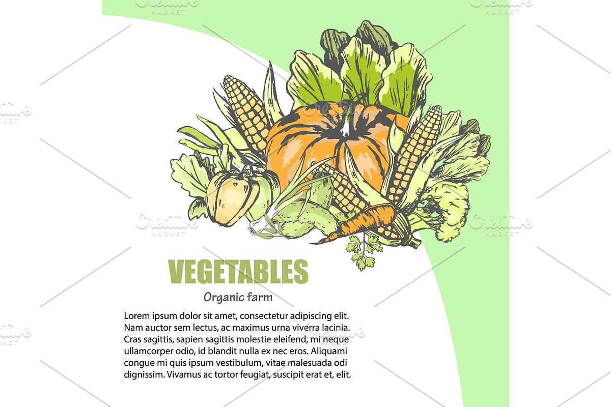 Fresh Vegetable Assortment with Text Information in Illustrations - product preview 8