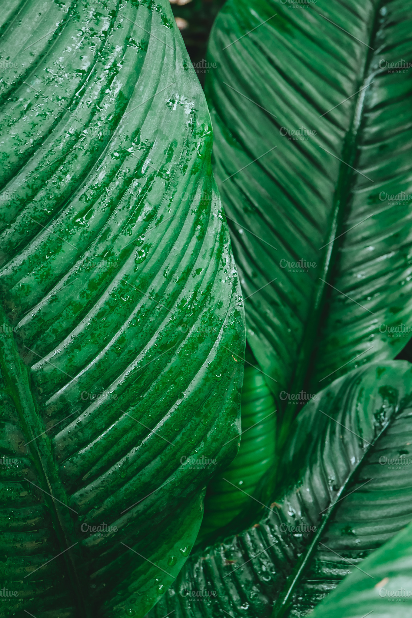 Tropical leaf texture ~ Abstract Photos ~ Creative Market