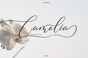 Camelia Calligraphy Modern