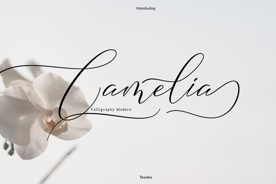 Camelia Calligraphy Modern in Modern Fonts - product preview 8
