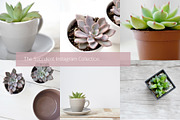 Succulent-Themed Instagram Collectio