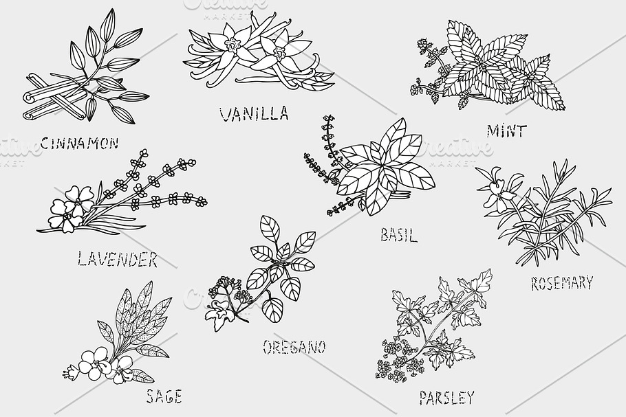 Culinary Herbs in Illustrations - product preview 8