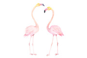 Flamingos. Watercolor illustration