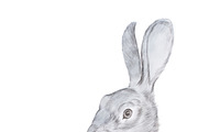 Realistic drawing of gray mother rabbit and her baby hand-drawn