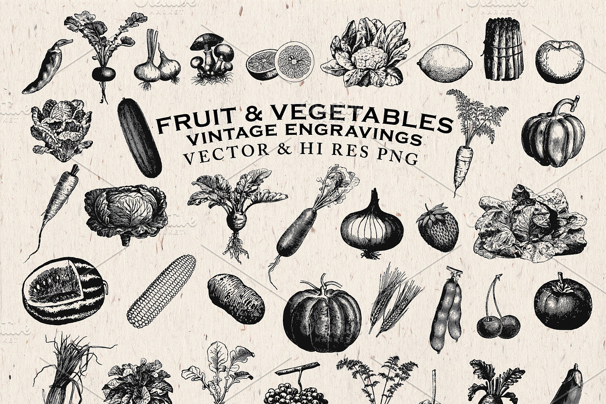 Fruit & Vegetables Engravings Vector in Illustrations - product preview 8