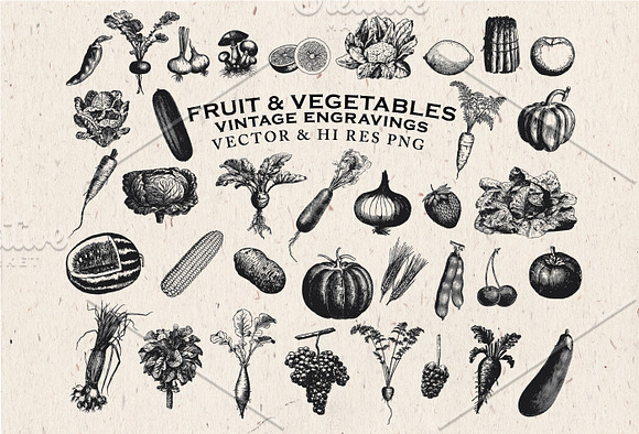 Fruit & Vegetables Engravings Vector in Illustrations - product preview 2