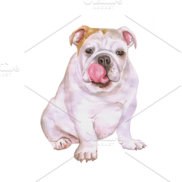 Watercolor Dogs set. Big Bundle in Illustrations - product preview 1