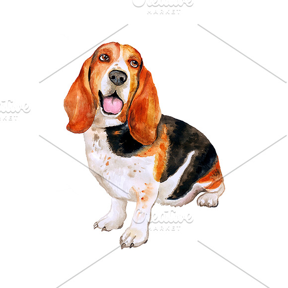 Watercolor Dogs set. Big Bundle in Illustrations - product preview 2