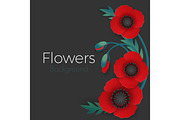 Flowers background with full blown and still blooming red poppies