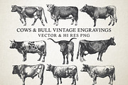 Cow & Bulls Vintage Engraving Vector