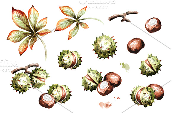Sunny autumn. Chestnut set in Graphics - product preview 1