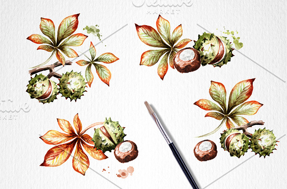 Sunny autumn. Chestnut set in Graphics - product preview 2