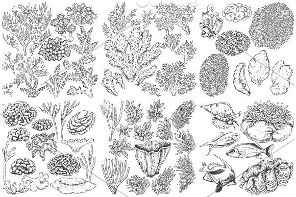 Coral Reef Monochrome in Illustrations - product preview 2